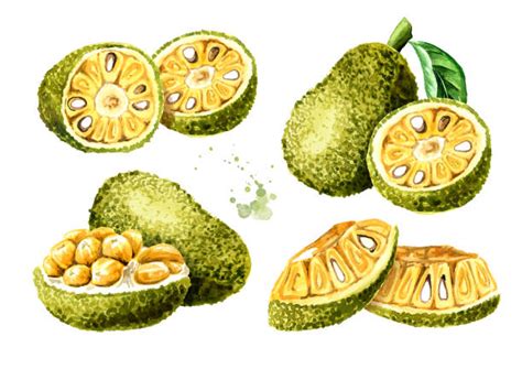 Drawing Of A Big Jackfruit Tree Illustrations, Royalty-Free Vector ...