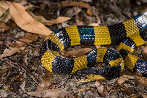 Banded krait (Bungarus fasciatus)