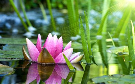 Serene Lotus Reflection - HD Wallpaper