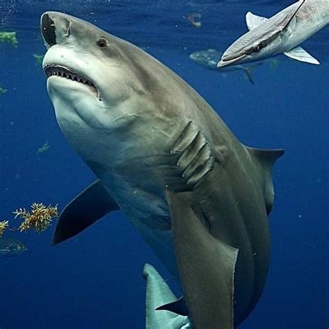 @sharkworld786 on Instagram: “This male Bull Shark is a local here off Jupiter, we always love ...