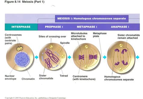 Fajarv: Prophase 1 Drawing Labeled