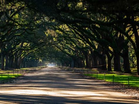 Best Grass for Shade in the South | Lawn Model