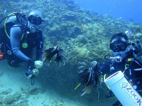 How to safely hunt the invasive and venomous lionfish : Lionfish Hunting