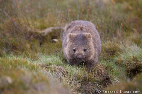 Cradle Mountain Wombat - Burrard-Lucas Photography