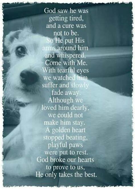 This brought real tears to my eyes I've lost my dear dog and this makes me feel like he is safe ...