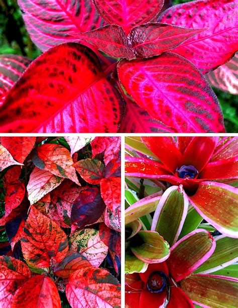 10 Spectacular Red Leaf Plants for Your Garden - Dengarden