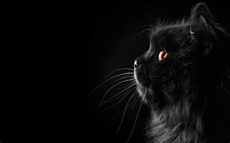 837 Wallpaper Hd Black Cat - MyWeb