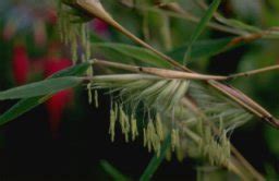 Flowering Bamboo | Bamboo Garden