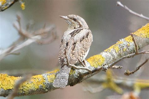 Eurasian Wryneck | BirdNote