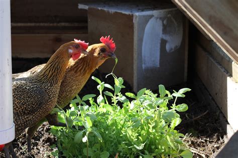 Chicken feed, grow microgreens for chooks by Penny Woodward