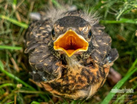 Fledgling Robin Out Of Nest - My Final Photo