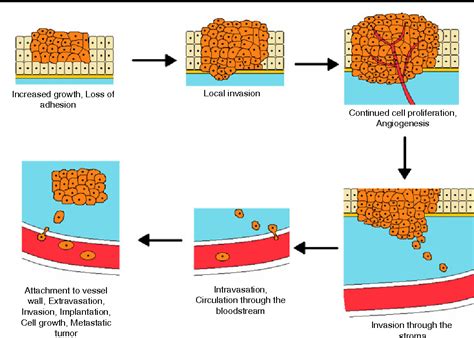 Figure 3 from Inhibition of cancer cell invasion and metastasis by ...