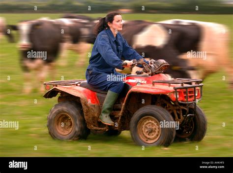 A FEMALE FARMER RIDING A QUAD BIKE ON A DAIRY FARM IN GLOUCESTERSHIRE ...