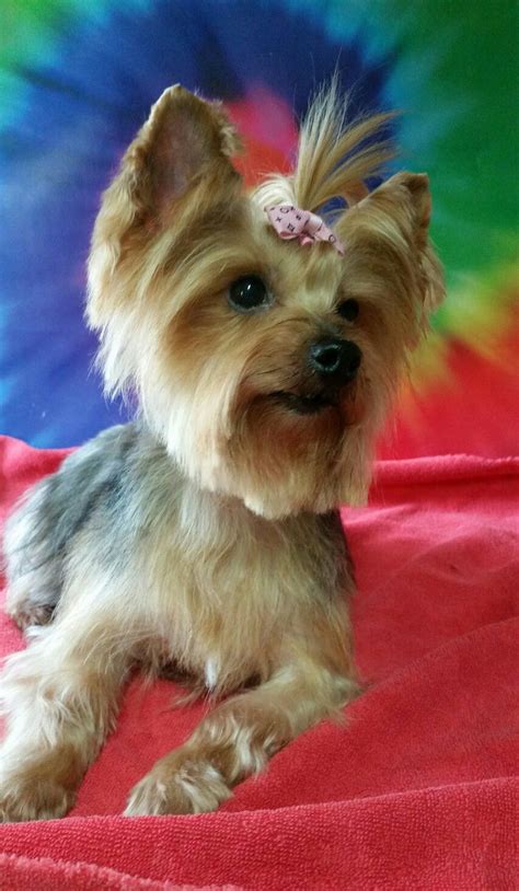 Yorkie | I love dogs, Yorkie, Pet grooming