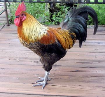 Pet rooster |Glen Arbor Sun