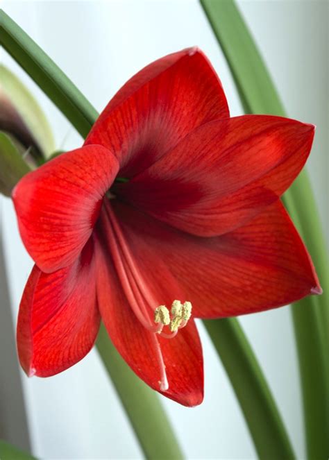 Amaryllis - growing, planting and advice on how to care for it.