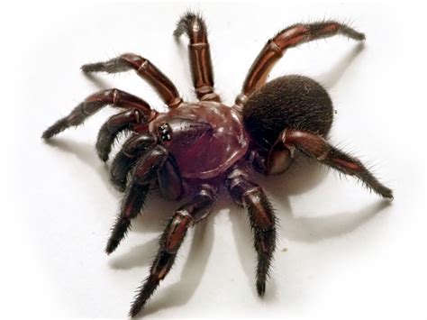 New group of trapdoor spiders discovered in eastern Australia - Griffith News