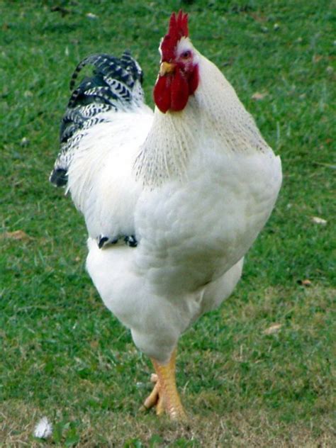 Pin by Jakky Genova on BIAL | Delaware chickens, Pet chickens ...