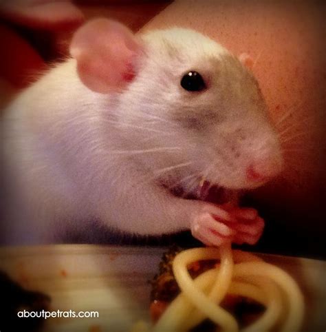 Noodle loving rat. My boys loved noodles. // my girlies are obsessed with noodles. | Pet rats ...