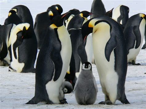 For Antarctic food webs, penguin poo is the gift that keeps on giving ...