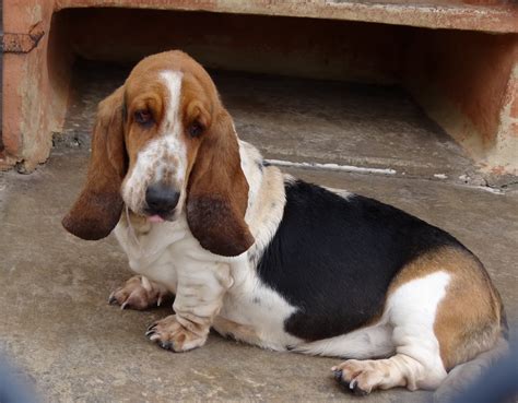 The Basset Hound | Lovely & Cute Puppy Information & Facts | Animals Lover