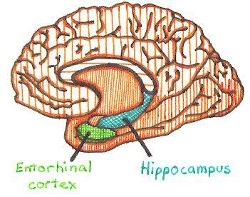 Entorhinal Cortex