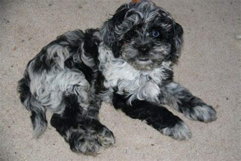 merle cockapoo | Cockapoo dog, Cockapoo puppies, Puppies that dont shed