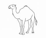 Camel Face Coloring Book Pages sketch template