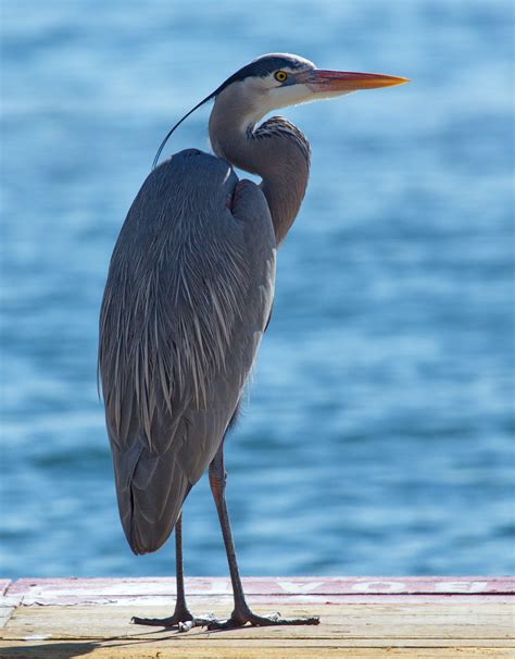 Great Blue Heron | San Diego Bird Spot