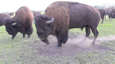 A Bison Bull in Mating Season - YouTube