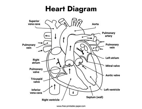 Heart Diagram – Free-printable-paper.com