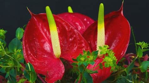 Anthurium Meaning And Symbolism — The Anthurium Flower