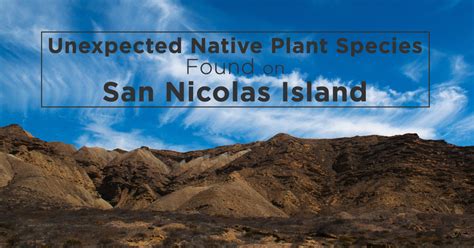 Island Conservation Unexpected Native Plant Species Found on San ...