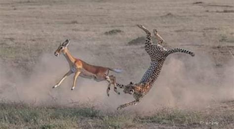 Cheetahs & Gazelles in the Serengeti - Thompson Travelers