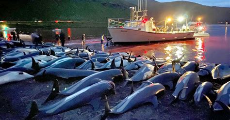 Nearly 1500 Dolphins Brutally Slaughtered At The Faroe Islands In Legal ...