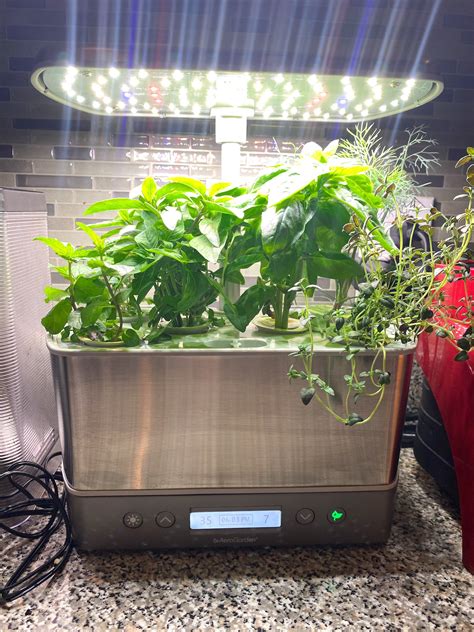 Aerogarden Review. - The Stripe by Grace Atwood