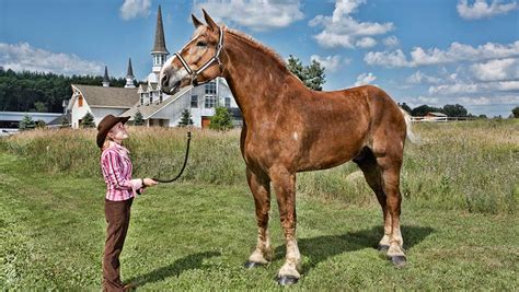 The Death of Big Jake, the World’s Tallest Horse