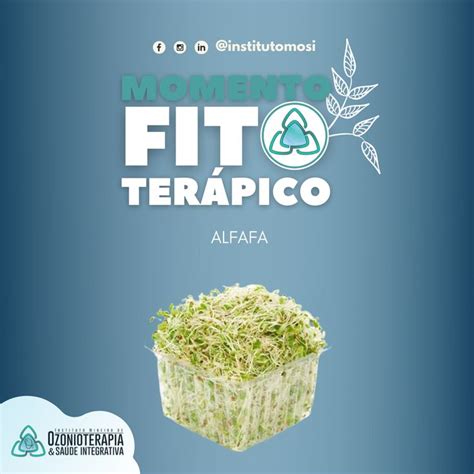 A Alfafa é uma planta medicinal, também conhecida como Alfafa ...