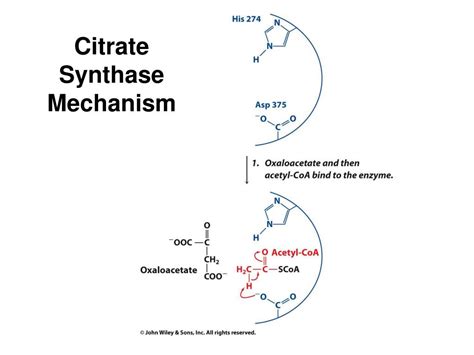 PPT - Lecture Notes for Chapter 14 The Citric Acid Cycle PowerPoint Presentation - ID:2133689