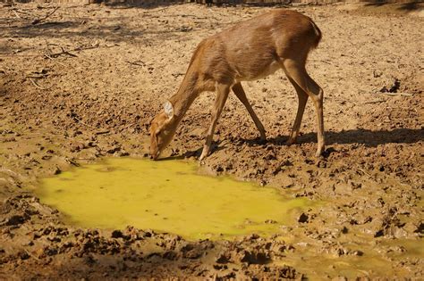 The Damage Dealt by Droughts | Defenders of Wildlife