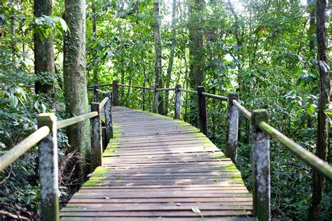 Travel in the Amazon Rainforest | Gondwana Ecotours