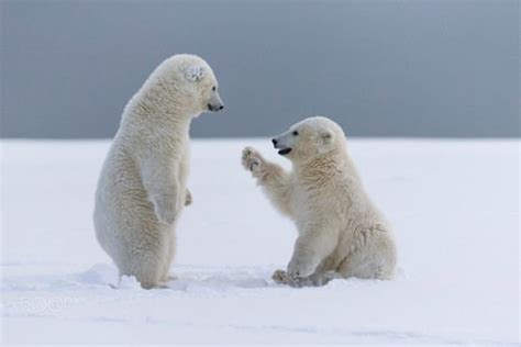 24 Pics Of Adorable Polar Bear Cubs Chilling Out In The Snow Showing Us ...