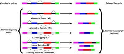 Frontiers | The Evolutionary Relationship between Alternative Splicing and Gene Duplication