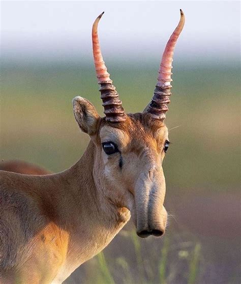 Saiga antelope aka Mongolian saiga (Saiga tatarica) is critically endangered species that ...