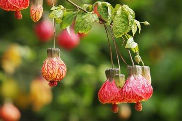 Flowering Maple Plant Info and Easy Care Guide | Hunker