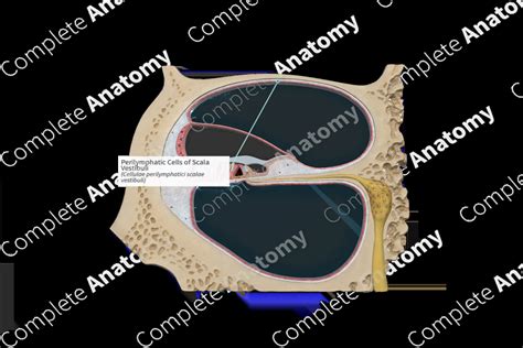 Perilymphatic Cells of Scala Vestibuli | Complete Anatomy