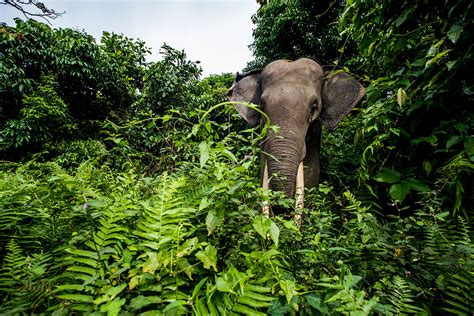 Wildlife Fact Sheet: Sumatran Elephant - Rainforest Action Network