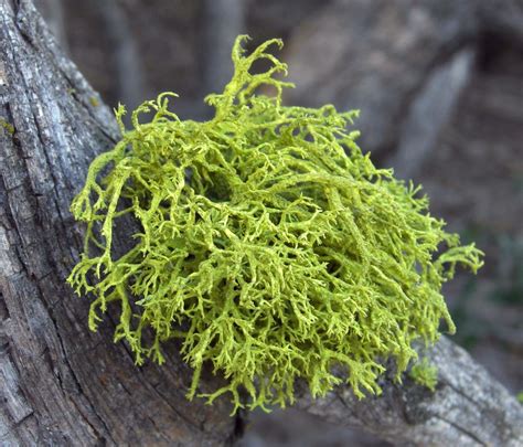 When it comes to genes, lichens embrace sharing economy