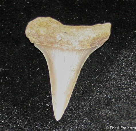 Small Mako Shark Tooth Fossil (Sharktooth Hill) For Sale (#850) - FossilEra.com