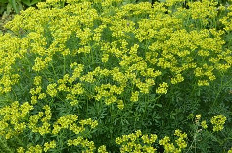 Blooming Ruta Graveolens in Garden Stock Image - Image of graveolens ...